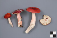 Russula peckii image